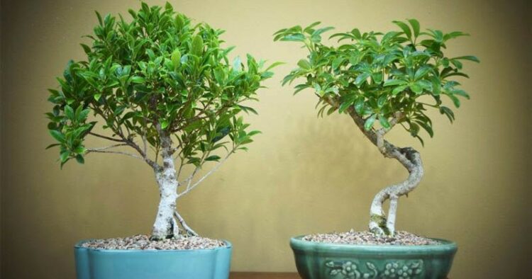 Cara Membuat Tanaman Bonsai