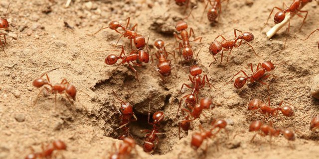 Cara Menghilangkan Semut