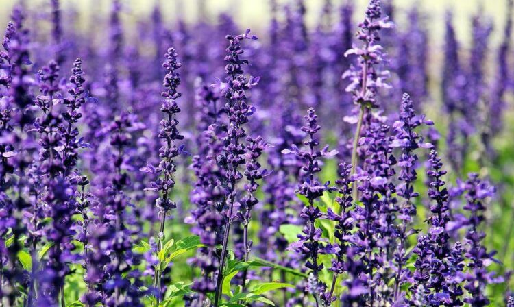 Cara Merawat Tanaman Lavender Dirumah Dengan Baik Dan benar