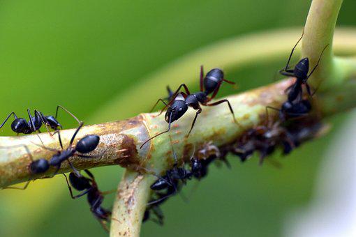 Cara Mengusir Semut Dari Tanaman
