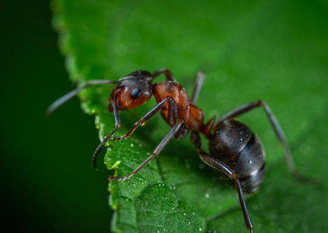 Cara Menghilangkan Hama Semut Pada Tanaman