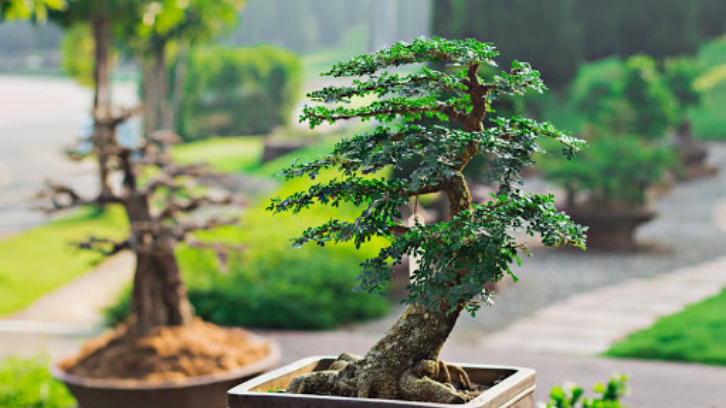 Cara Merawat Tanaman Bonsai