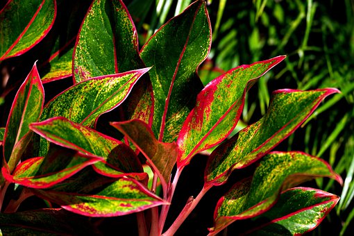 Cara Budidaya Tanaman Aglaonema