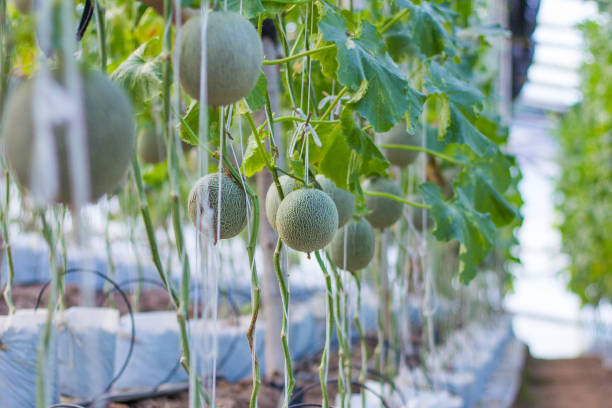 Cara Pemangkasan Tanaman Melon