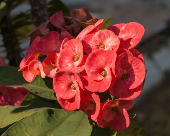 Bunga Euphorbia - jenis tanaman hias