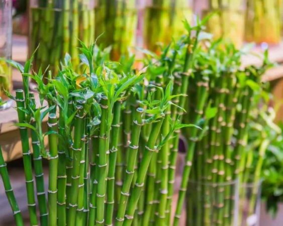 2 Cara Merawat Tanaman Bambu Air dengan Media Air & Tanah