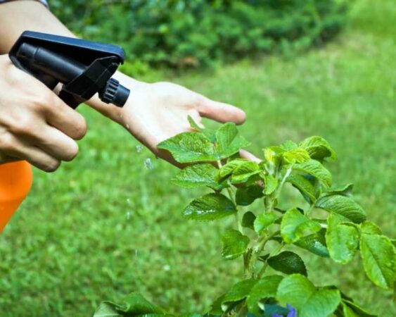 4 Cara Membuat Pestisida Organik untuk Tanaman Cabe (Alami)
