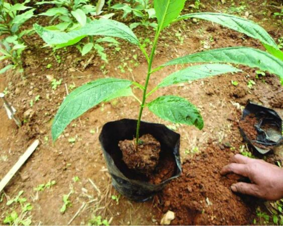 4 Cara Menanam Tanaman di Polybag yang Benar Agar Subur