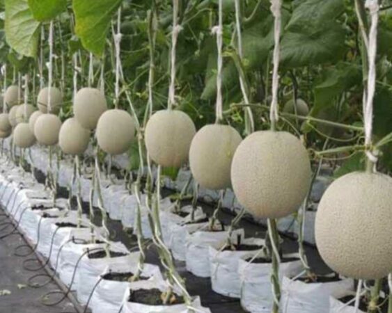 5 Cara Merawat Tanaman Melon di Polybag & Syaratnya