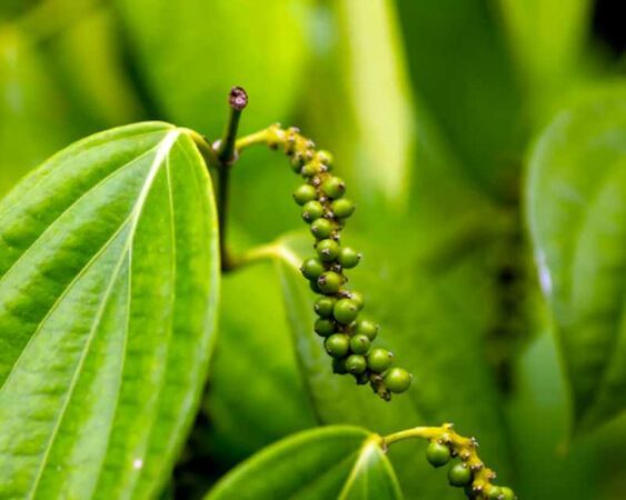 6 Cara Merawat Tanaman Merica dengan Baik Agar Buah Lebat