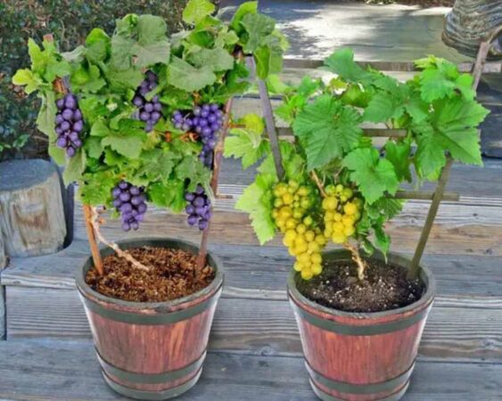 7 Cara Merawat Tanaman Anggur dalam Pot, Berbuah Lebat!