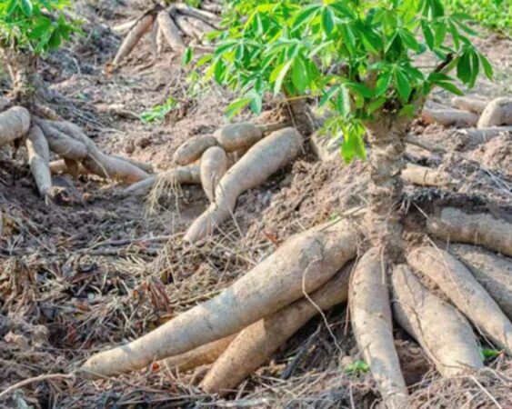 7 Cara Merawat Tanaman Singkong Agar Panen Banyak