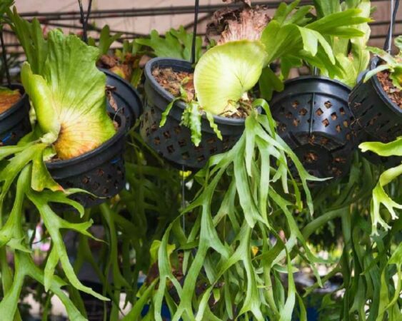 7 Cara Merawat Tanaman Tanduk Rusa di Tembok Agar Subur