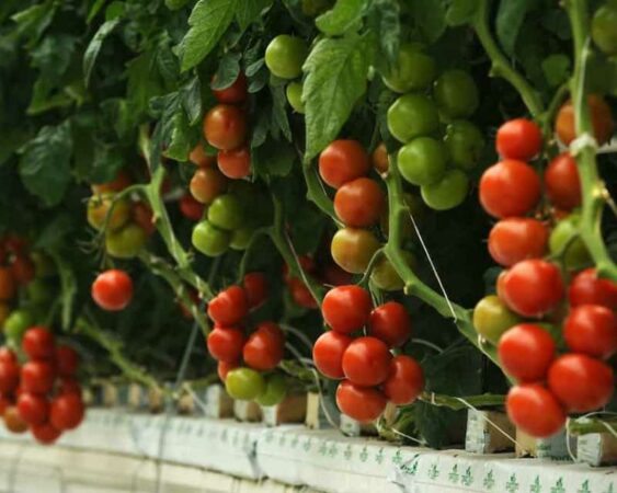 8 Cara Membuat Tanaman Hidroponik Tomat untuk Pemula