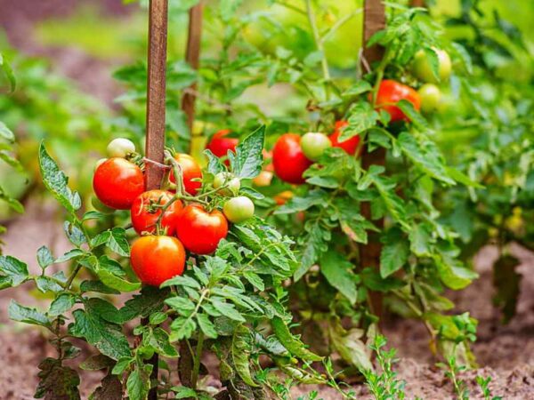 8 Cara Merawat Tanaman Tomat yang Baik Agar Lebat