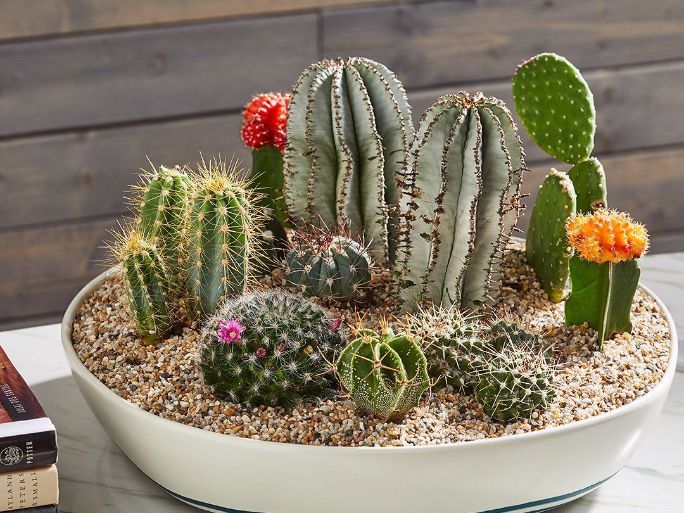 Cara Merawat Tanaman Kaktus Mini