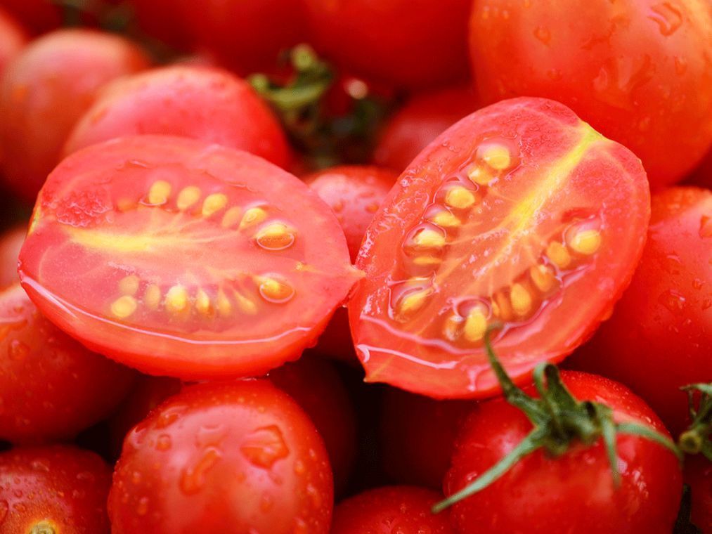 Pilih Bibit Tomat yang Unggul