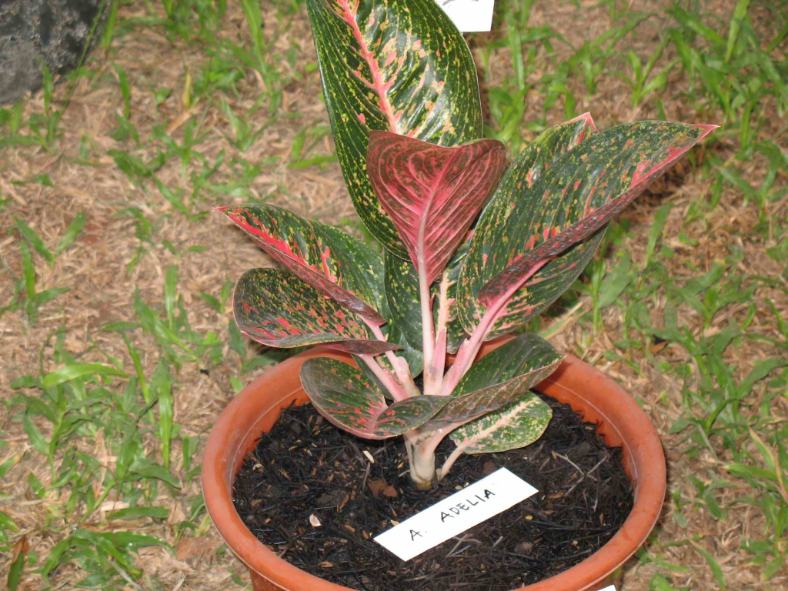 Aglaonema Adelia