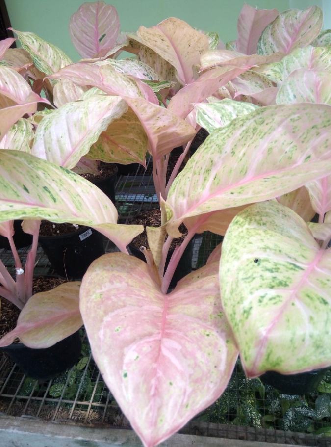 Aglaonema Bidadari