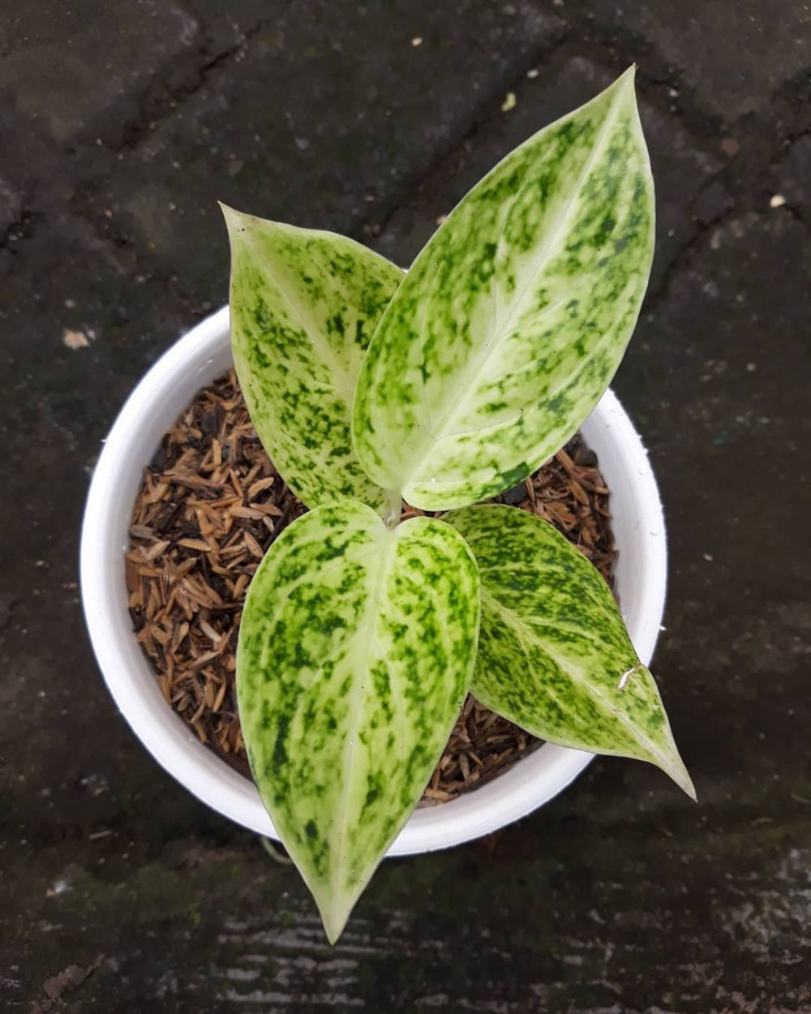 Aglaonema Claudia