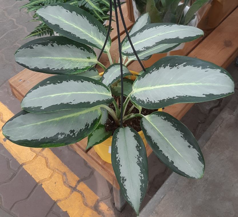 Aglaonema Emerald Bay