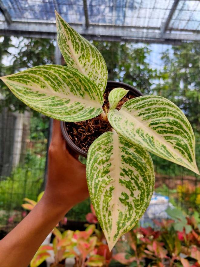 Aglaonema Legacy