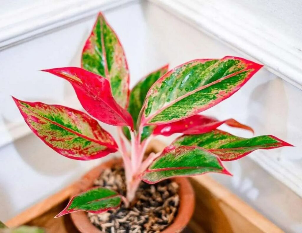 Aglaonema Lipstik