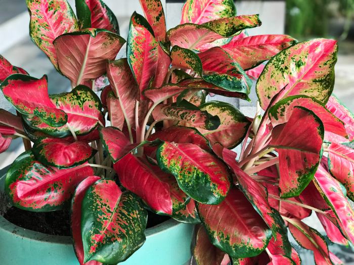 Aglaonema Moonlight