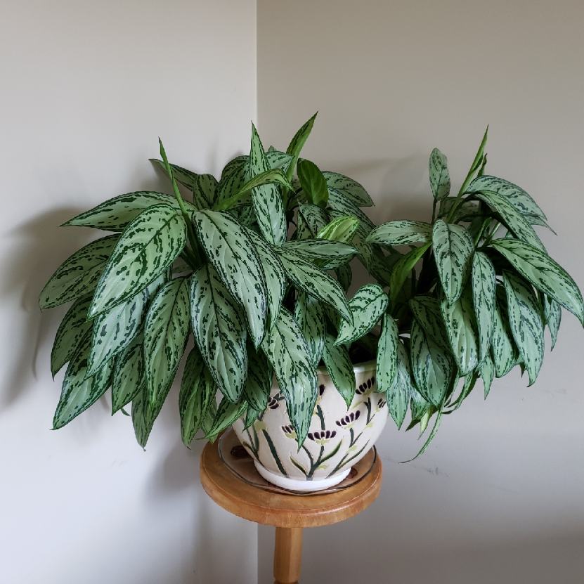 Aglaonema Nitidum