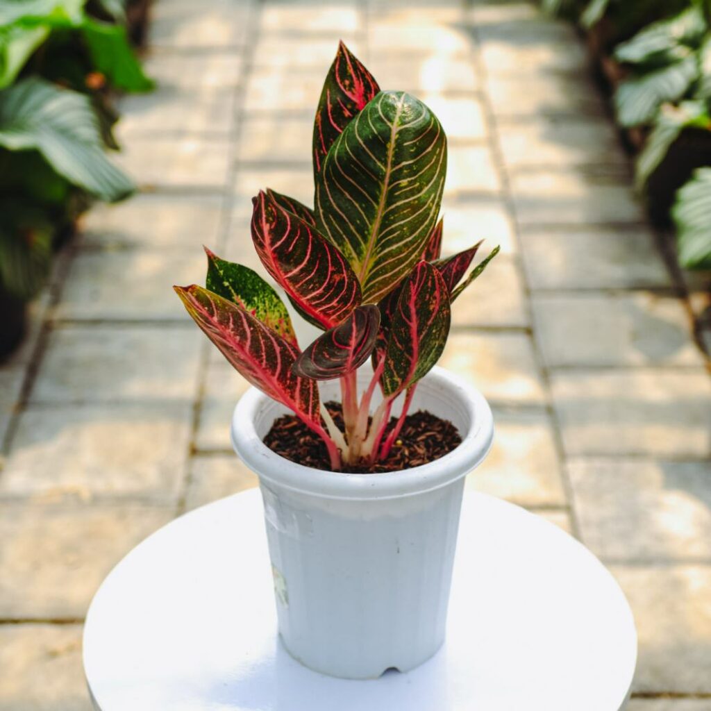 Aglaonema Pride of Sumatera