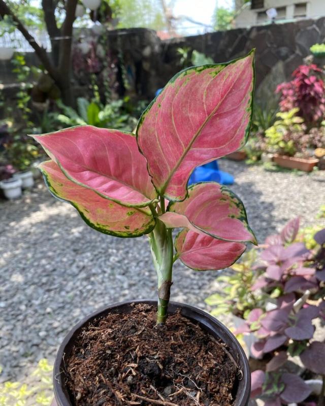 Aglaonema Red Ruby