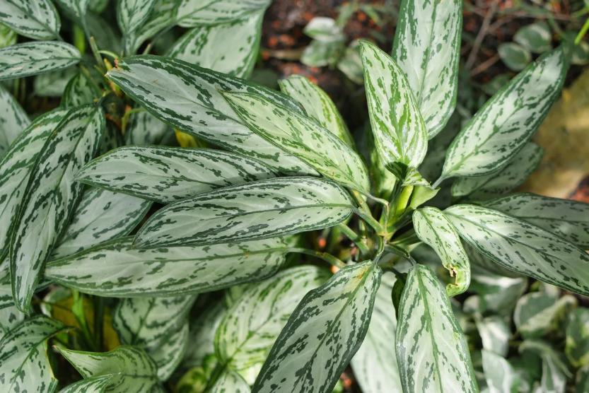 Aglaonema Silver Queen