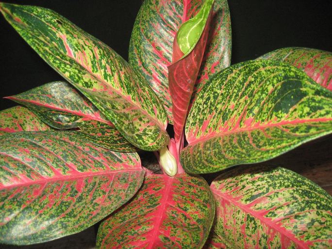 Aglaonema Tiara