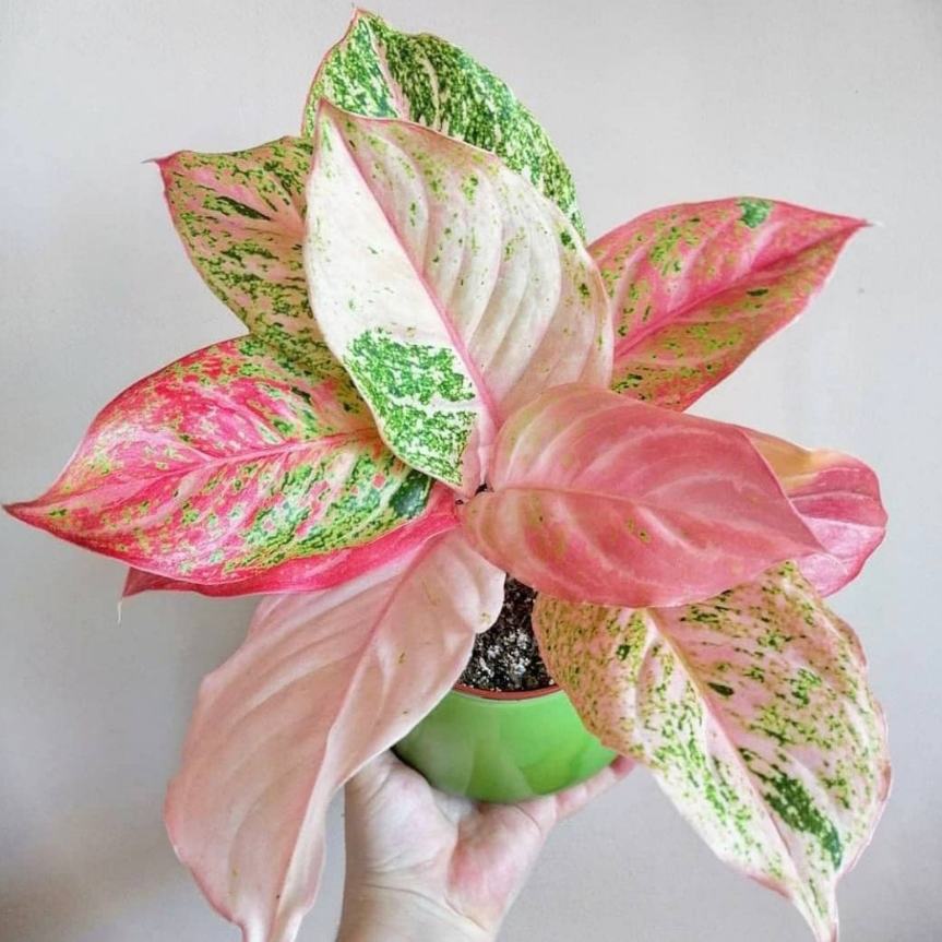 Aglaonema