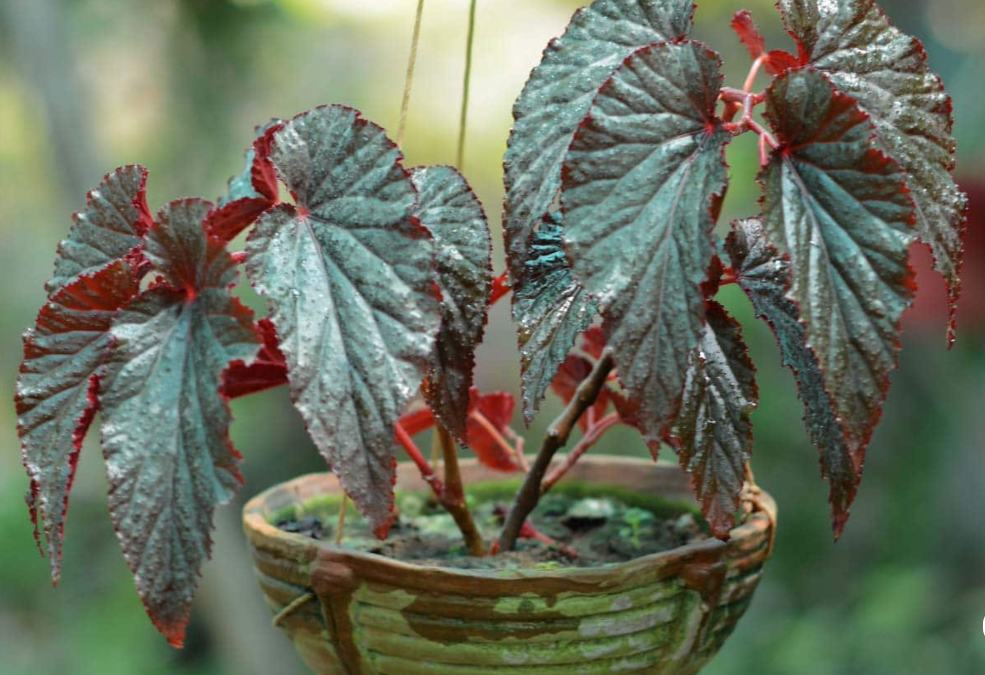 Begonia Cane