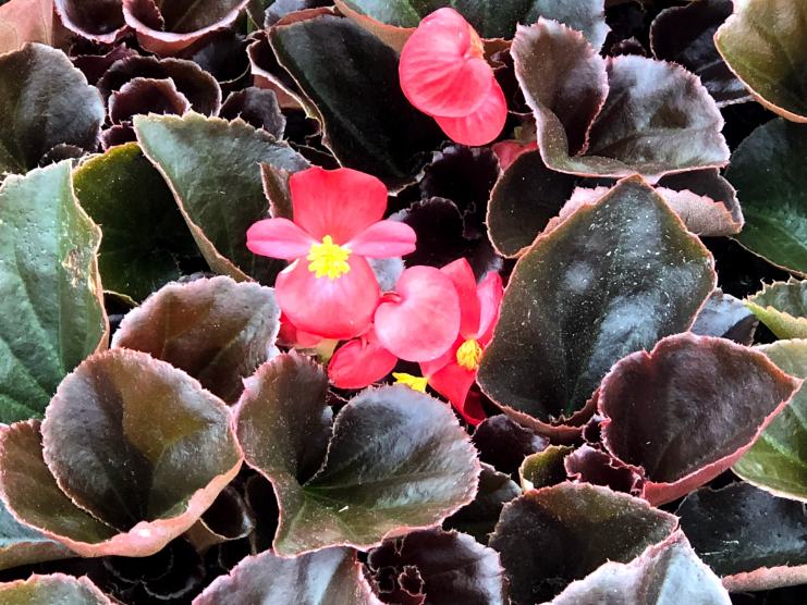 Begonia Cocktail