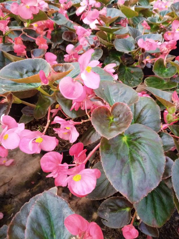 Begonia Lilin atau Semperflorens