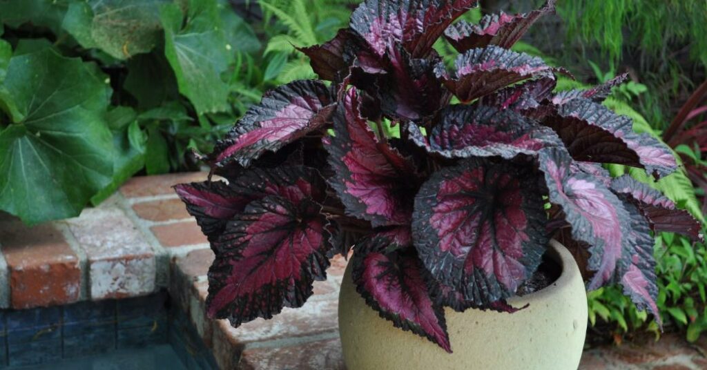 Begonia Rex