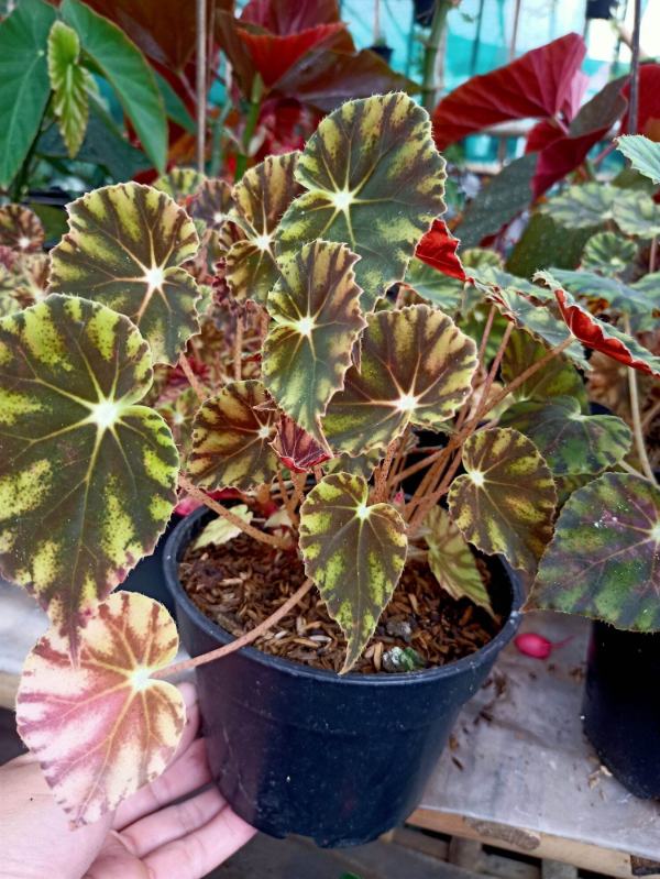 Begonia Rhizomatous