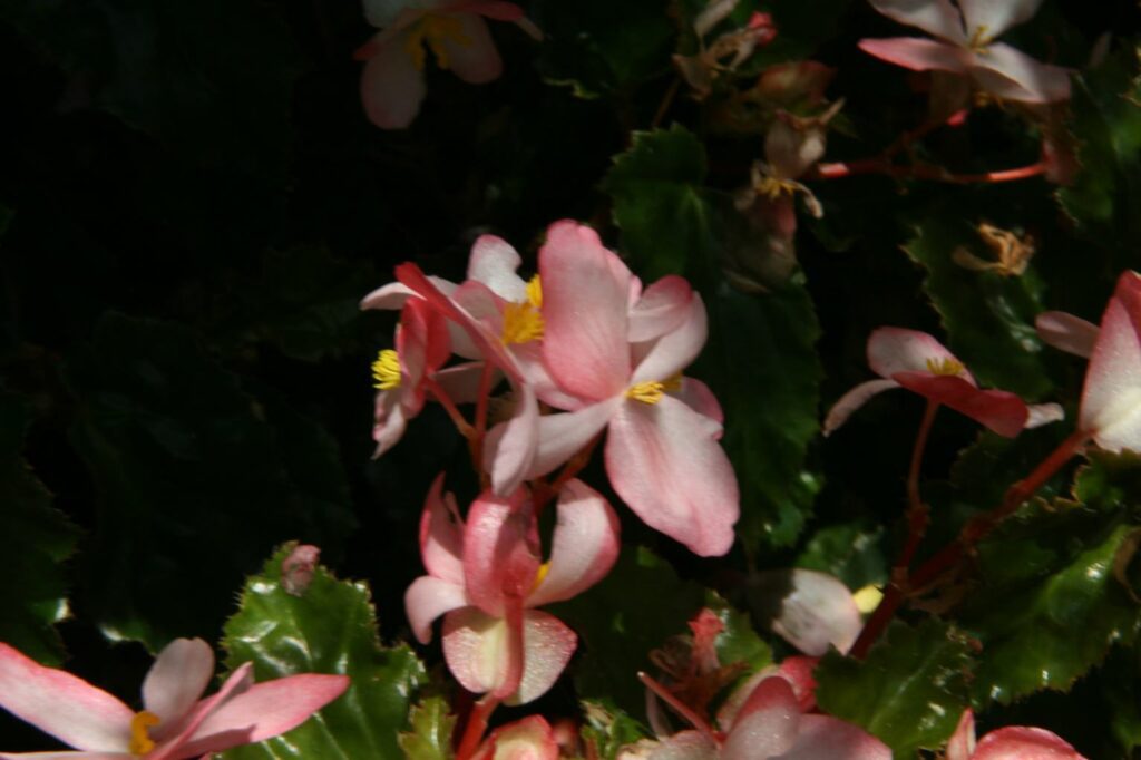 Begonia Richmond
