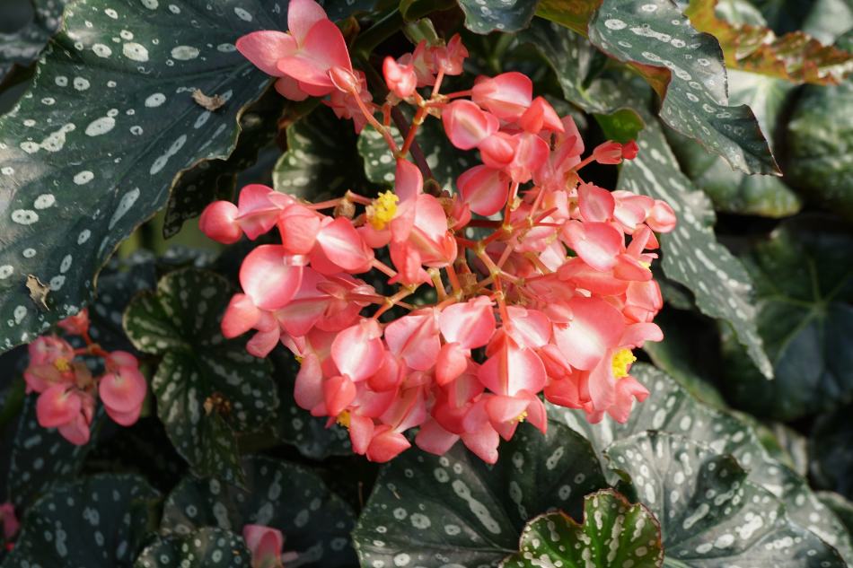 Begonia Shrubs