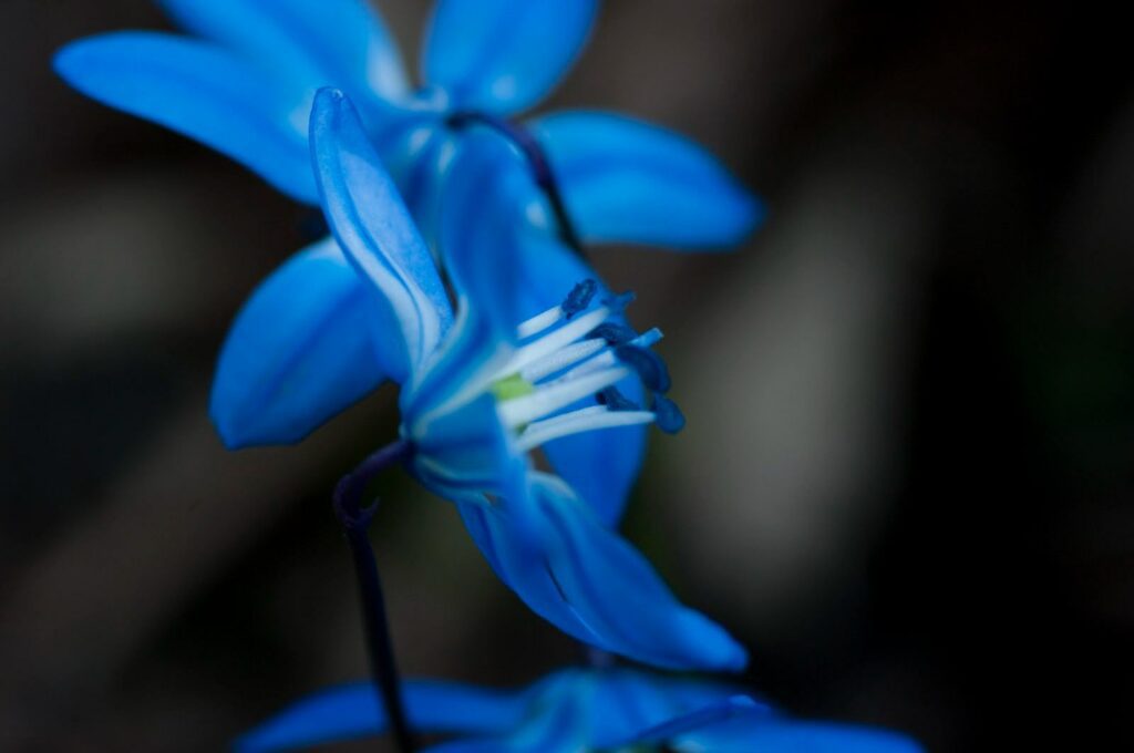 Bunga Tulip Biru