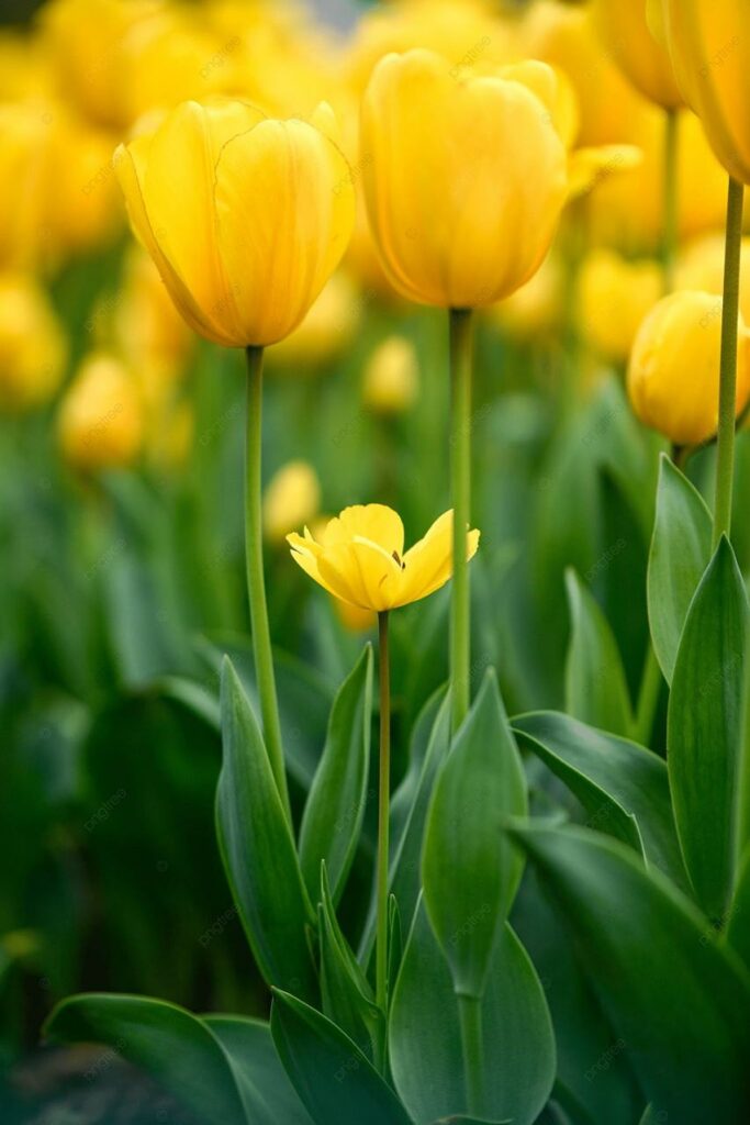 Bunga Tulip Kuning