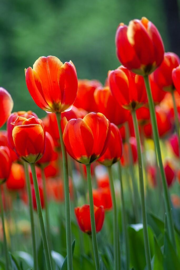 Bunga Tulip Merah