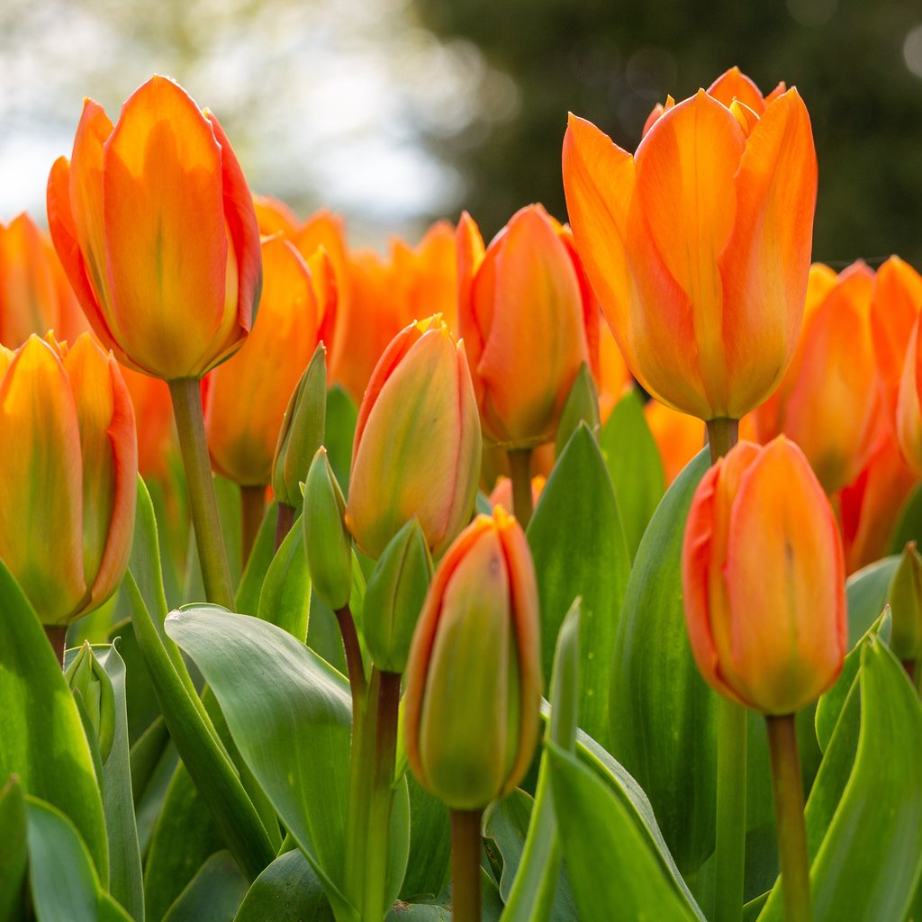 Bunga Tulip Orange