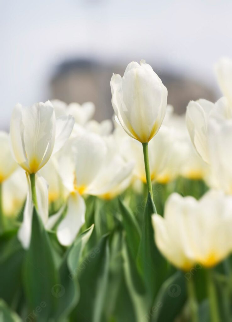 Bunga Tulip Putih
