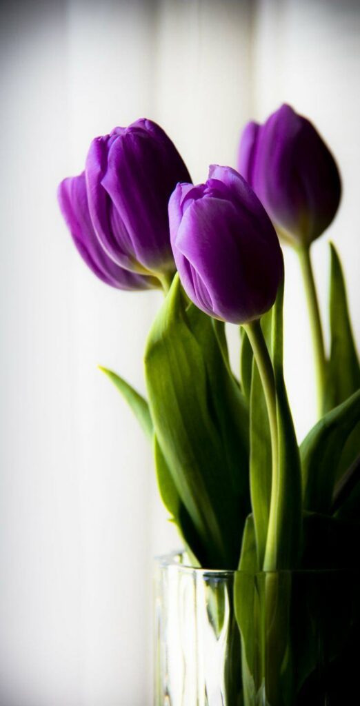 Bunga Tulip Ungu