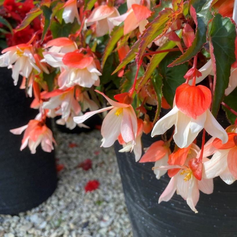 Charm Begonia