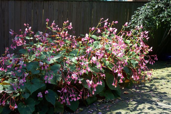 Hardy Begonia