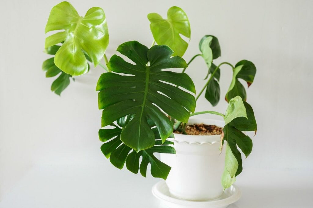 Monstera Deliciosa